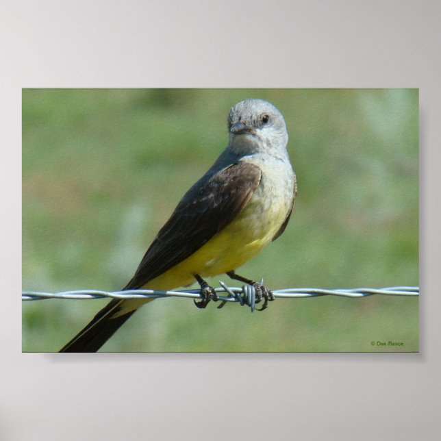 B32 Western Kingbird Poster (Framsidan)