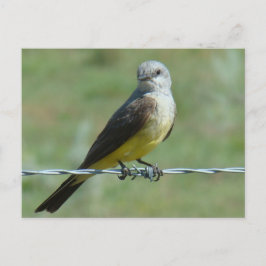 B32 Western Kingbird Vykort