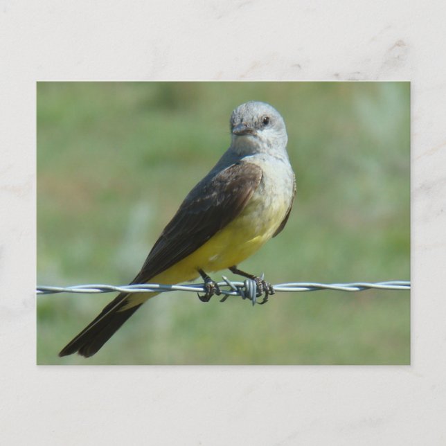 B32 Western Kingbird Vykort (Framsida)
