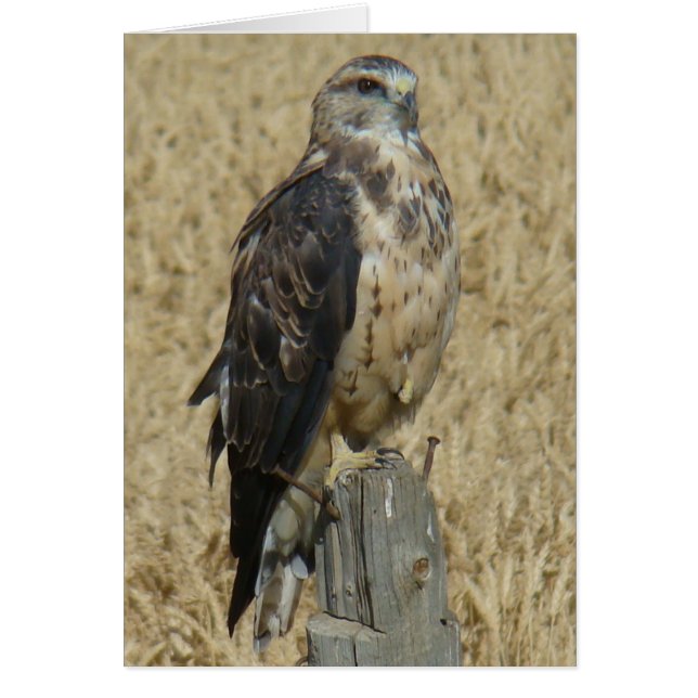 B35 Ferruginous Hawk Hälsningskort (Framsidan)