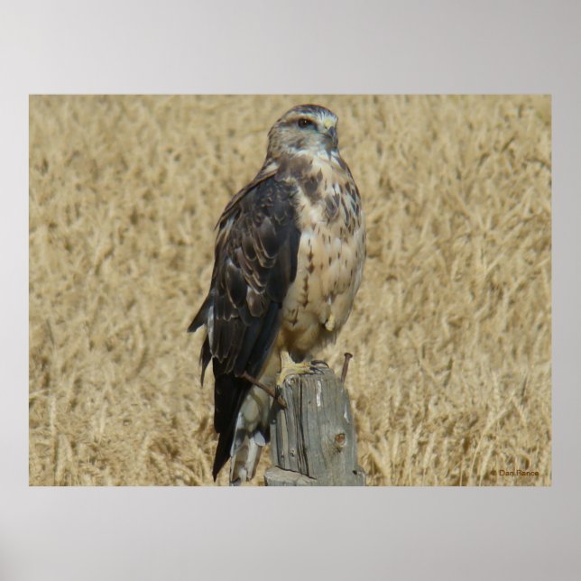 B35 Ferruginous Hawk in Wheat Fält Poster (Framsidan)