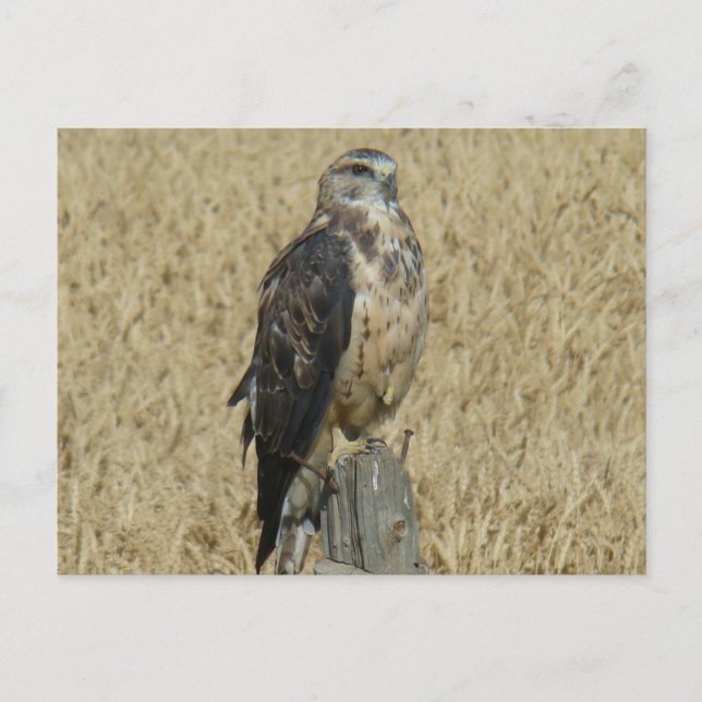 B35 Ferruginous Hawk Vykort (Framsida)