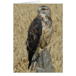 B36 Ferruginous Hawk Hälsningskort