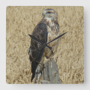 B36 Ferruginous Hawk in Wheat Fält Fyrkantig Klocka