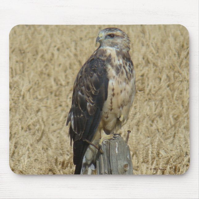B36 Ferruginous Hawk in Wheat Fält Musmatta (Framsidan)