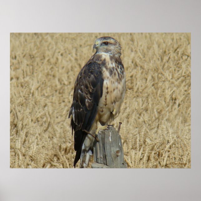 B36 Ferruginous Hawk in Wheat Fält Poster (Framsidan)