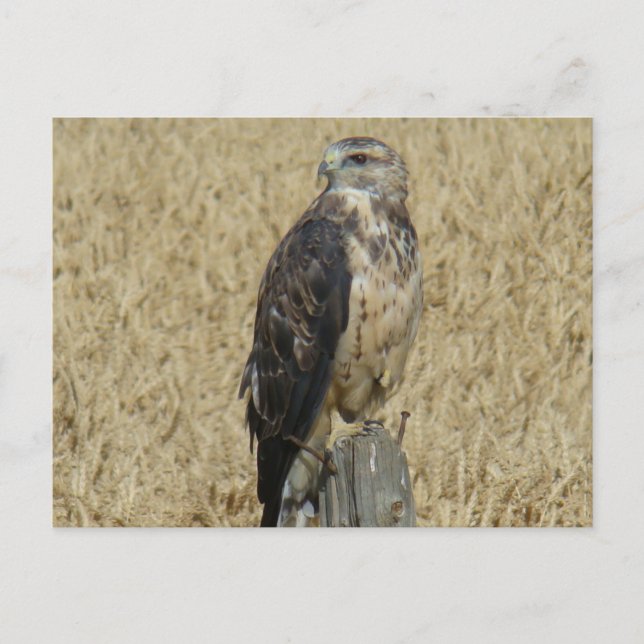B36 Ferruginous Hawk Vykort (Framsida)