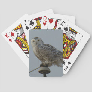 B38 Snöuggla Casinokort