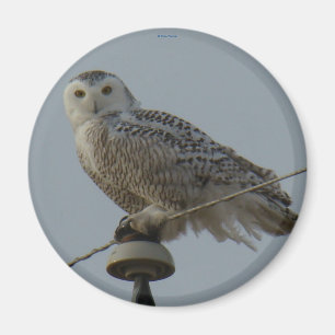 B38 Snöuggla Magnet