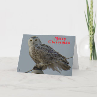 B38 Snowy Owl Christmas Card Tack Kort