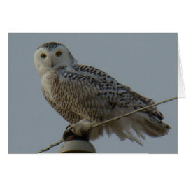 B38 Snowy Uggla Hälsningskort