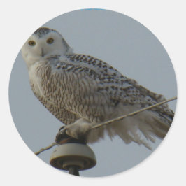 B38 Snowy Uggla Runt Klistermärke