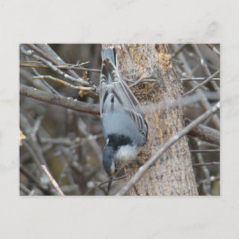 B39 Röd-bröstad nuthatch Vykort