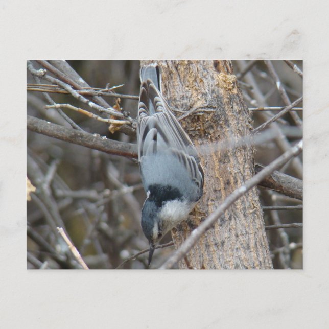 B39 Röd-bröstad nuthatch Vykort (Framsida)