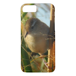 B3 Marsh Wren i Cattails