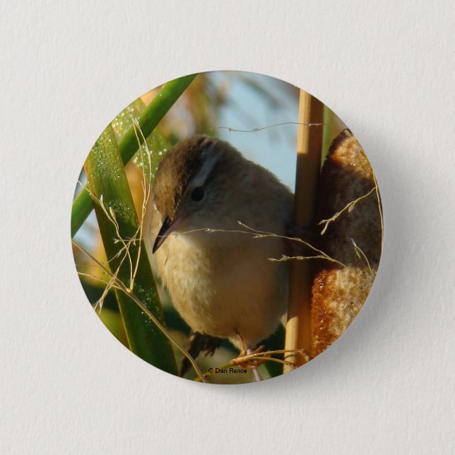 B3 Marsh Wren Knapp (Framsida)