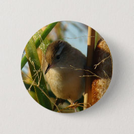 B3 Marsh Wren Knapp