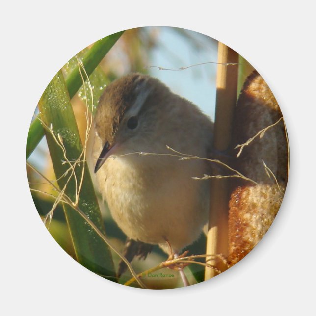 B3 Marsh Wren Magnet (Framsidan)