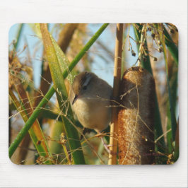 B3 Marsh Wren Musmatta