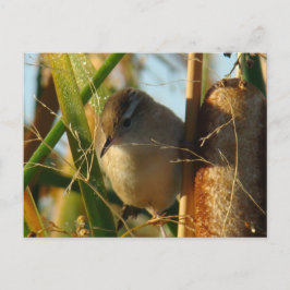 B3 Marsh Wren Vykort