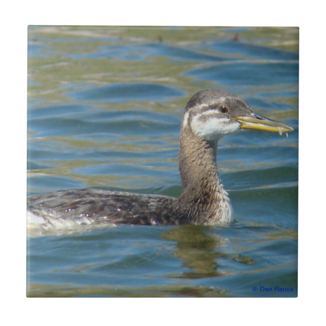 B40 Juvenile Red-necked Grebe Kakelplatta (Framsidan)