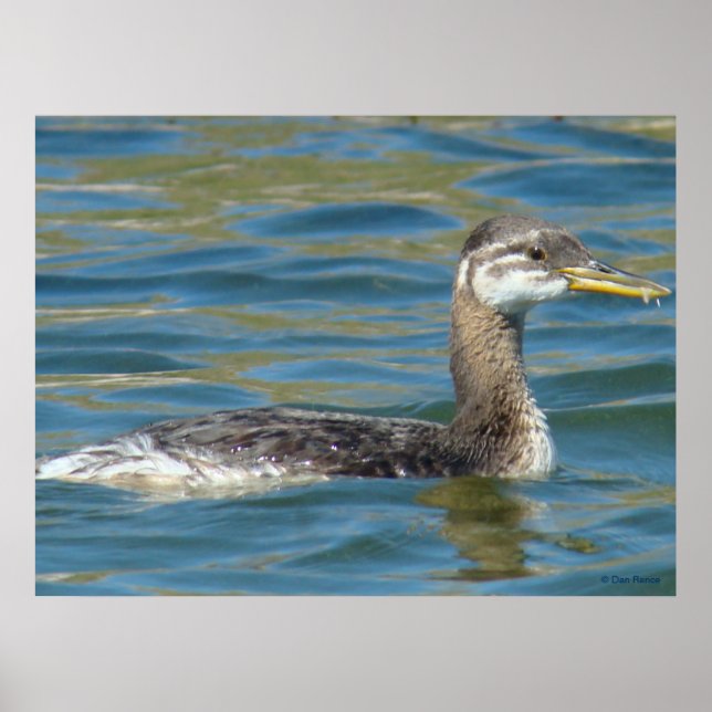 B40 Juvenile Red-necked Grebe Poster (Framsidan)