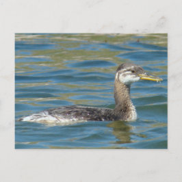 B40 Juvenile Red-necked Grebe Vykort