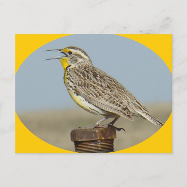 B42 Western Meadowlark Vykort (Framsida)