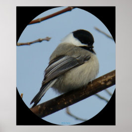 B43 Svart, kapslad chickadee Poster