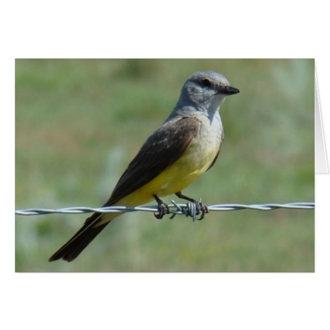 B44 Western Kingbird Hälsningskort (Framsidan Horizontal)
