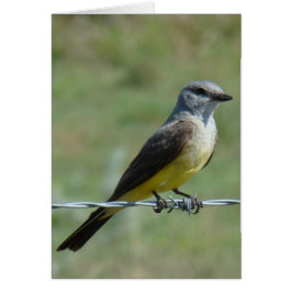 B44 Western Kingbird Hälsningskort