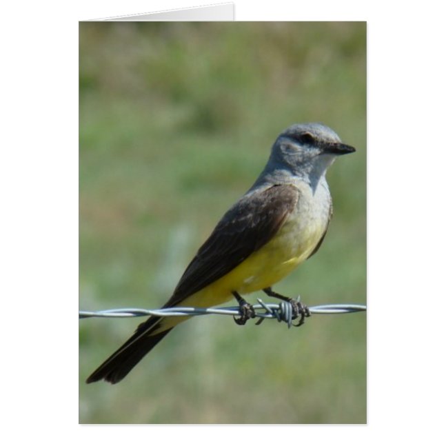 B44 Western Kingbird Hälsningskort (Framsidan)