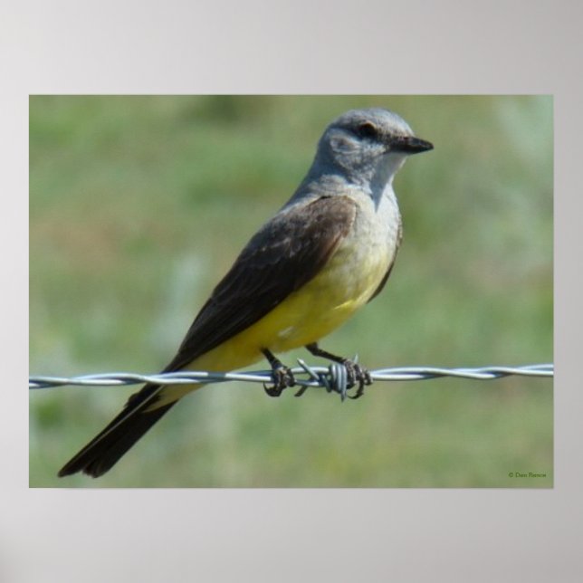 B44 Western Kingbird Poster (Framsidan)