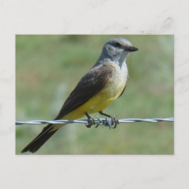 B44 Western Kingbird Vykort