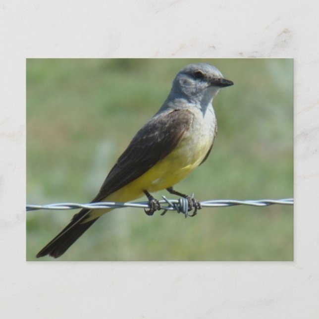 B44 Western Kingbird Vykort (Framsida)