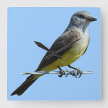 B45 Western Kingbird
