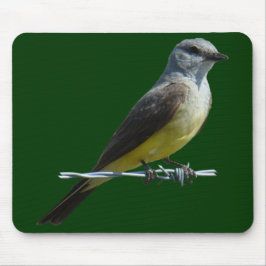 B45 Western Kingbird Musmatta