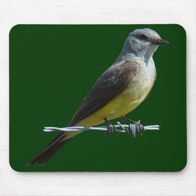 B45 Western Kingbird Musmatta (Framsidan)
