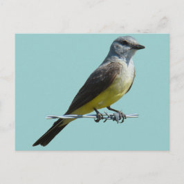 B45 Western Kingbird Vykort