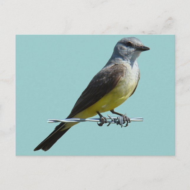 B45 Western Kingbird Vykort (Framsida)