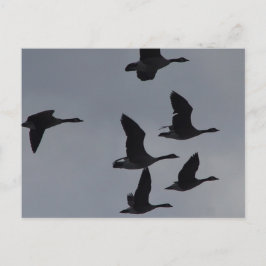 B46 Kanadagäss i flykt Vykort
