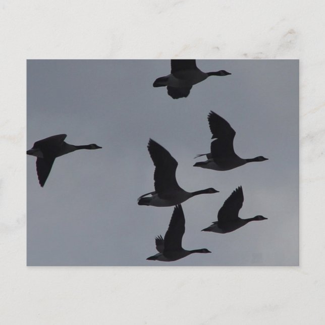 B46 Kanadagäss i flykt Vykort (Framsida)