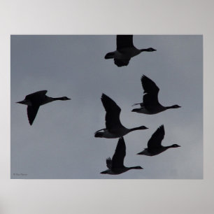 B46 Kanadensiska gäss under flygning Poster