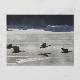 B47 Kanadagäss över frusen flod Vykort