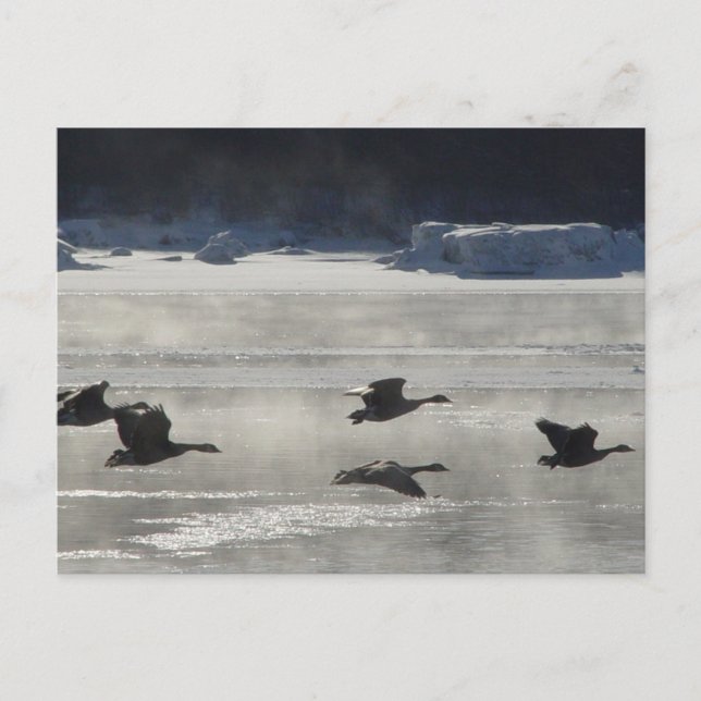 B47 Kanadagäss över frusen flod Vykort (Framsida)