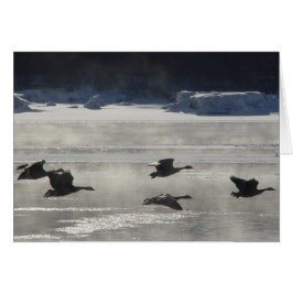 B47 Kanadensiska gäss över Fryst flod Hälsningskort