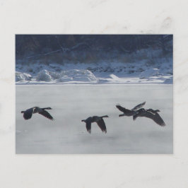 B48 Kanadagäss över frusen flod Vykort
