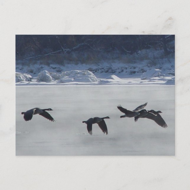 B48 Kanadagäss över frusen flod Vykort (Framsida)