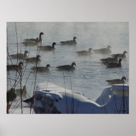 B49 Kanadagäss på frusen flod Poster