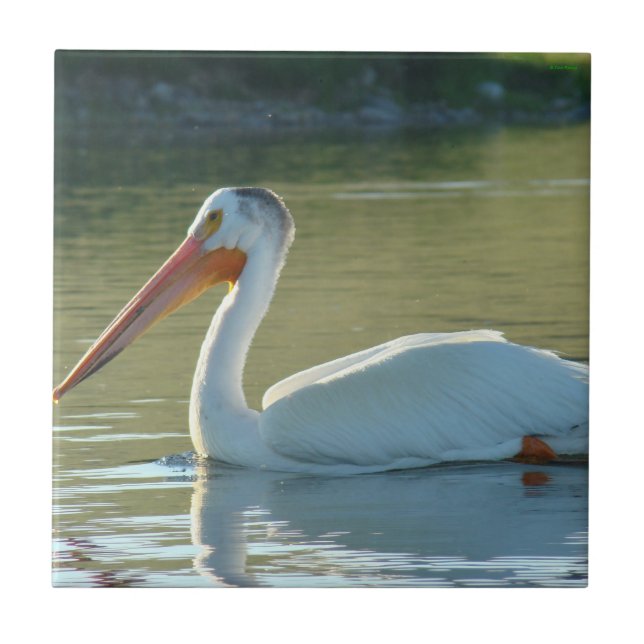B4 Vit Pelican Kakelplatta (Framsidan)
